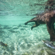 Illustration for article titled The year's best wildlife photos will break your heart